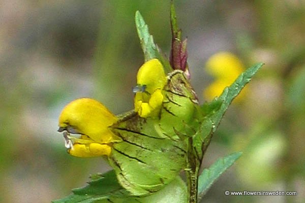 Flora, Sweden, Send Flowers