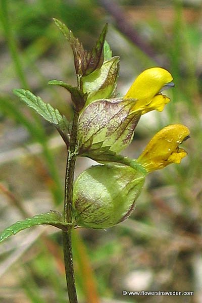 Flowers in Sweden