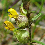 Rhinanthus minor - Wildflowers, Sweden