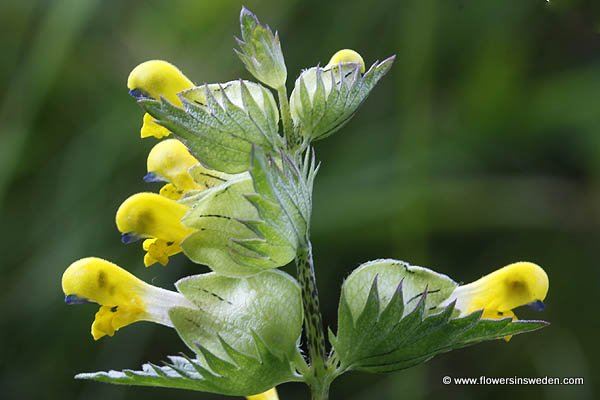 Sweden Wildflowers