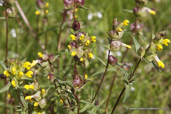 Flowers in Sweden