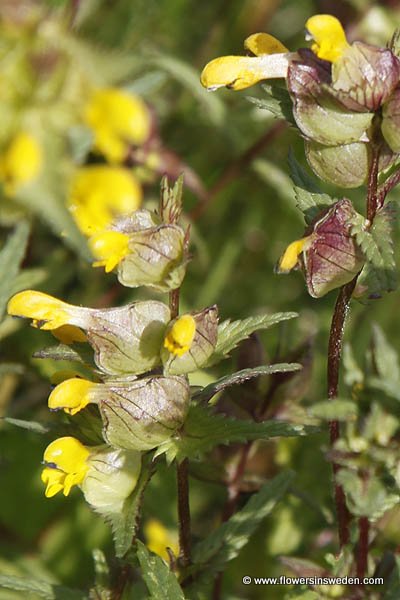 Vilda blommor i Sverige