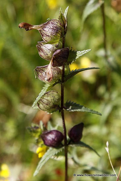 Flora of Sweden online