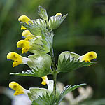 Rhinanthus serotinus - Wildflowers, Sweden