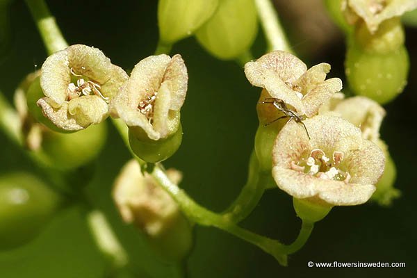 Bloemen in Zweden