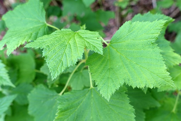 Ribes spicatum, Skogsvinbär, Rote Johannisbeere, Noordse aalbes, Downy Currant, Nordic Redcurrant, Nordic Currant