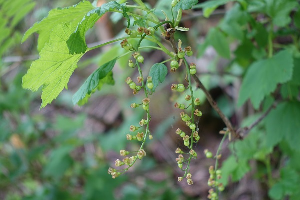 Flowers in Sweden, Wildflowers, Ribes spicatum, Skogsvinbär, Rote Johannisbeere, Noordse aalbes, Downy Currant, Nordic Redcurrant, Nordic Currant