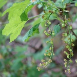 Ribes spicatum - Wildflowers, Sweden