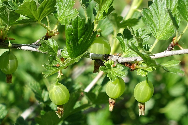 Sweden Flowers, Ribes uva-crispa, Krusbär, Stachelbeere, Kruisbes, Gooseberry