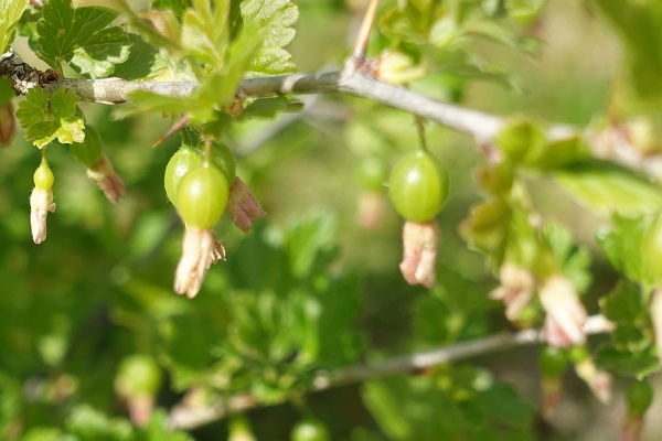 Ribes uva-crispa, Krusbär, Stachelbeere, Kruisbes, Gooseberry