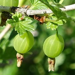 Ribes rubrum - Wildflowers, Sweden