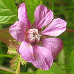 Rubus arcticus - Wildflowers, Sweden