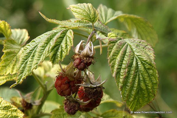 Flowers in Sweden