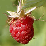 Rubus idaeus - Wildflowers, Sweden