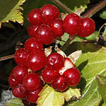 Rubus saxatilis - Wildflowers, Sweden