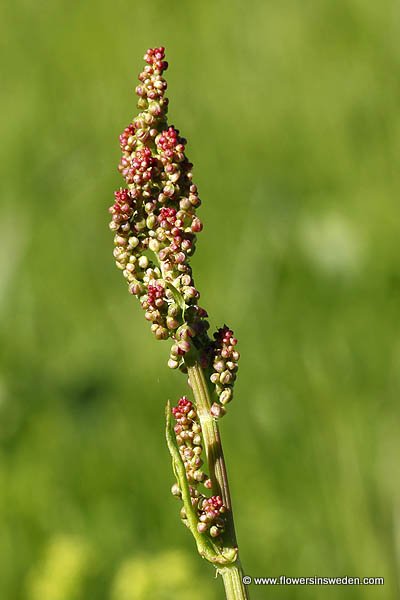 Vilda blommor i Sverige