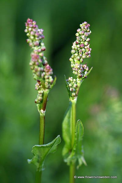 Sweden, Flowers, Nature, Travel