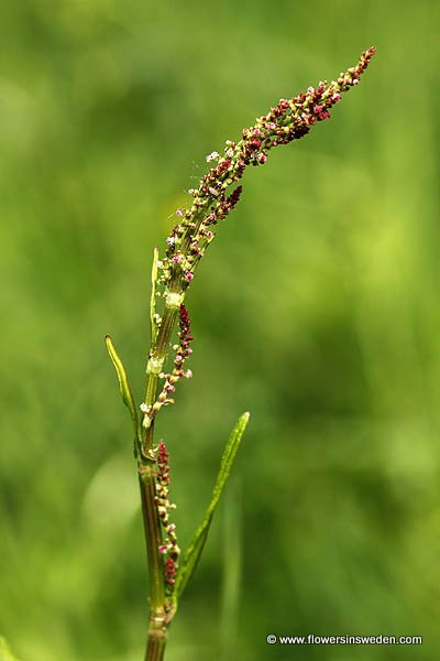 Sweden Wildflowers and Native Plants