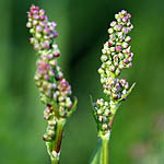 Rumex acetosa - Wildflowers, Sweden