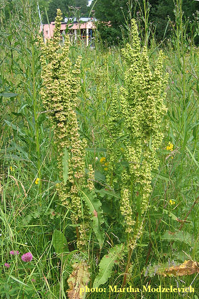 Sweden Flowers