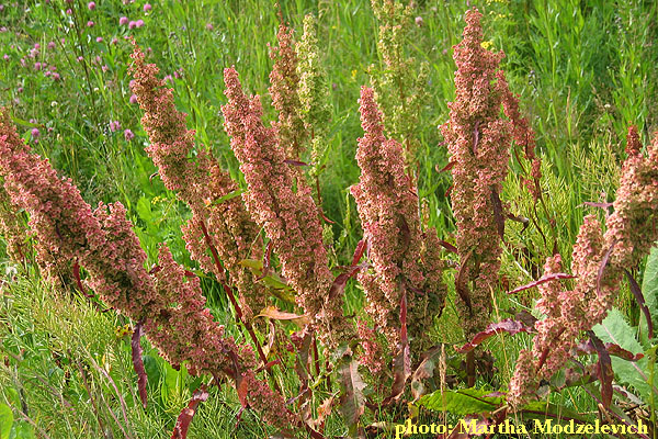 Swedish Wildflowers