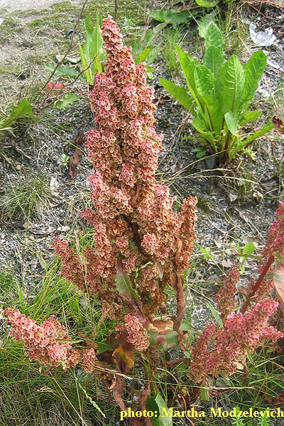 Zweden Bloemen Natuur