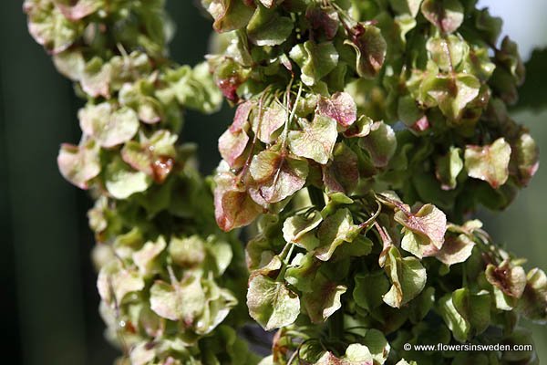 Wilde Flora in Zweden