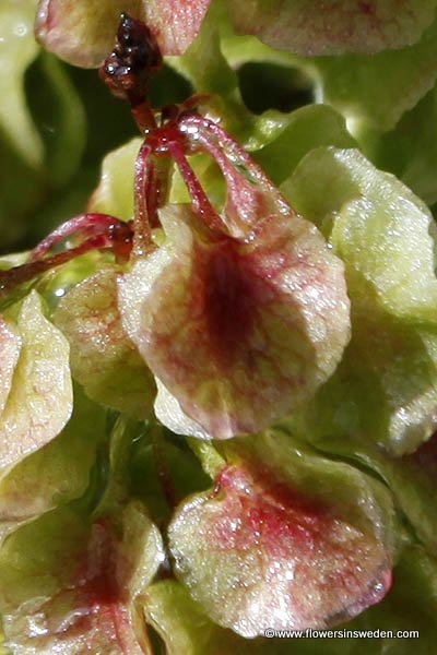 Rumex longifolius, Rumex domesticus, Gårdsskräppa, Gemüse-Ampfer, Noordse zuring, Northern Dock, Dooryard dock