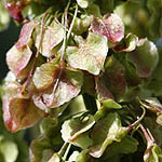 Rumex longifolius - Wildflowers, Sweden