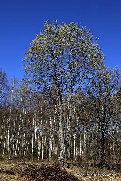 Flowers in Sweden