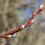 Salix caprea - Wildflowers, Sweden