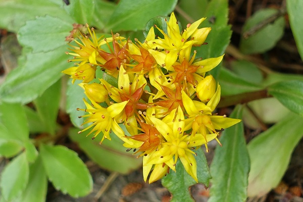 Sweden Flowers,Sedum aizoon, Gyllenfetblad, Deckblatt-Fetthenne, Vetkruid, Aizoon Stonecrop