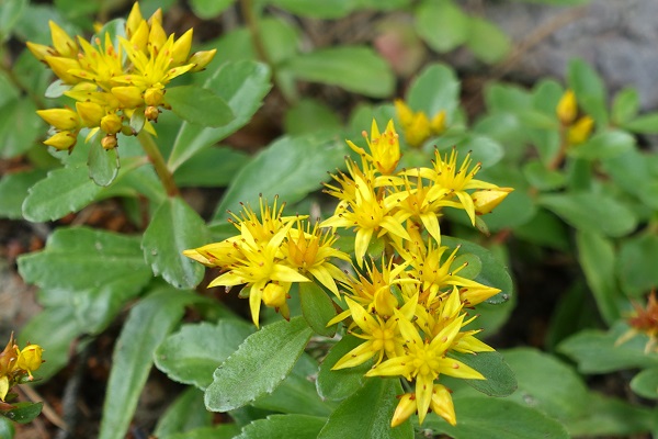 Sedum aizoon, Gyllenfetblad, Deckblatt-Fetthenne, Vetkruid, Aizoon Stonecrop