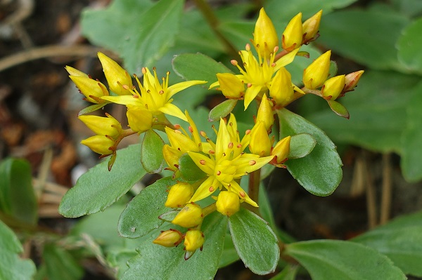 Flowers in Sweden, Wildflowers, Nature