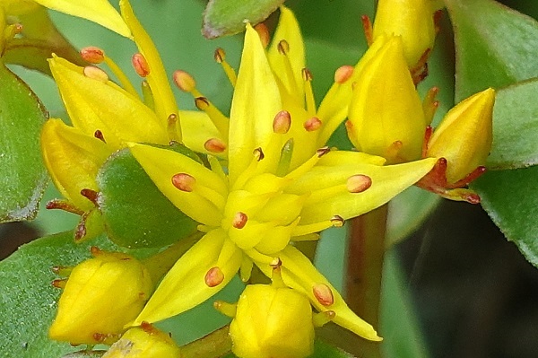 Sedum aizoon, Gyllenfetblad, Deckblatt-Fetthenne, Vetkruid, Aizoon Stonecrop