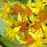 Sedum aizoon - Wildflowers, Sweden