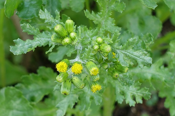 Senecio vulgaris, Senecio dunensis, Senecio radiatus, Korsört, Gewöhnliches Greiskraut, Klein kruiskruid, Groundsel