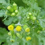 Senecio vulgaris - Wildflowers, Sweden
