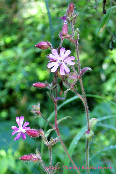 Sweden Flowers, Ragunda, Jamtland, Vilda blommor i Sverige