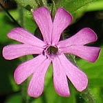 Silene dioica - Wildflowers, Sweden