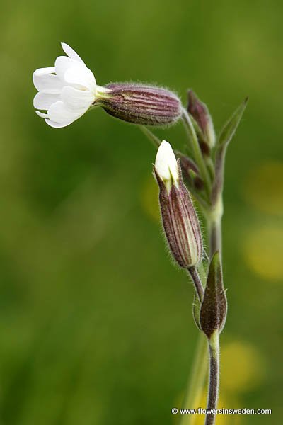 Sweden wildflowers and native plants