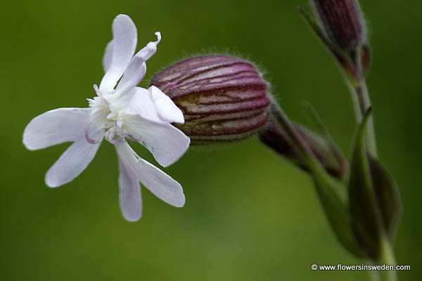 Vilda blommor i Sverige