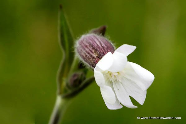 Bloemen Zweden Natuur Reizen