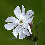 Silene latifolia - Wildflowers, Sweden