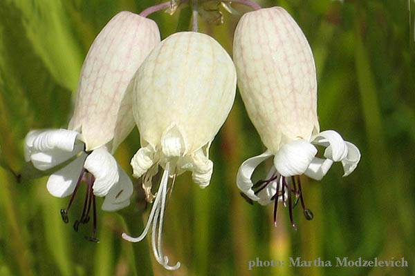 Sweden wildflowers, Jamtland, Ragunda, Hammarstrand