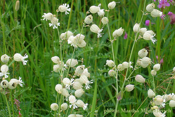 Vilda blommor i Sverige: Silene vulgaris, Smällglim, Taubenkropf-Leimkraut, Blaassilene, Bladder Campion