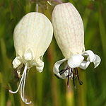 Silene vulgaris - Wildflowers, Sweden