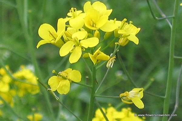 Vilda blommor i Sverige, Flowers in Sweden