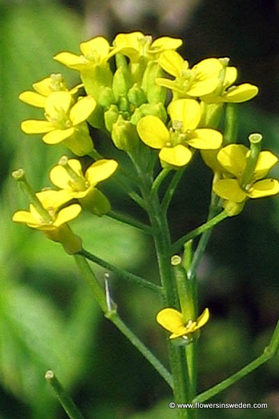 Zweden, Bloemen, Natuur, Reizen