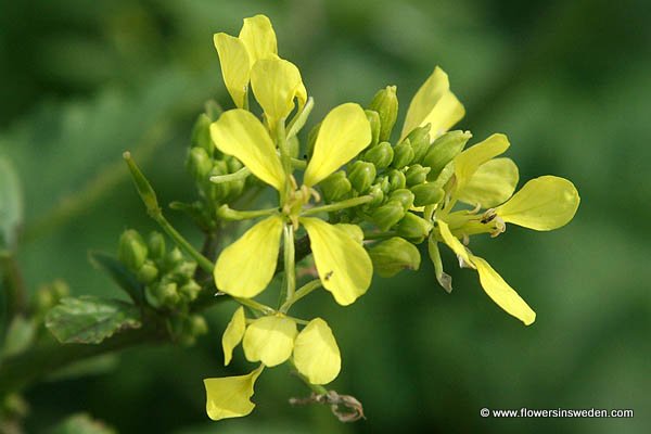 Sweden wildflowers and native plants